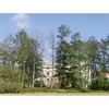 L'arbre est aussi sujet à certaines **maladies**, telles que le dépérissement causé par **Phytophthora alni**, une pourriture létale des racines qui progresse en Europe depuis les années 1990.