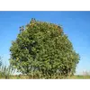 L'arbre a un **port étendu** avec un houppier dense qui s'étend souvent jusqu'au sol, lui donnant une forme arrondie.