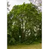 Les jeunes érables champêtres ont un **tronc court**, souvent tordu ou incliné, présentant parfois plusieurs troncs enchevêtrés avec des branches retombantes.