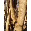 L'**écorce** de l'érable champêtre est d'abord **lisse** chez les jeunes arbres, mais devient **rugueuse et écailleuse** avec l'âge.