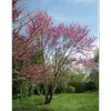 L'Arbre de Judée est utilisé à des fins **ornementales** dans les jardins et parcs pour ses fleurs vibrantes et son feuillage attrayant.