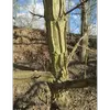 Les jeunes rameaux ont une **écorce liégeuse**, souvent côtelée, qui rappelle parfois celle de l'orme champêtre.