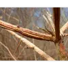 Cette particularité rend ces rameaux **isolants et idéaux comme perchoirs pour les gallinacées**, d'où le surnom de « bois de poule ».