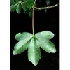 La couleur des feuilles est **vert foncé sur le dessus**, tandis que le dessous est plus **clair et légèrement duveteux**, notamment le long des nervures.
