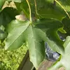 Les feuilles peuvent présenter des **poils à l'aisselle des nervures** et dégagent une **sève laiteuse** lorsqu'elles sont brisées.