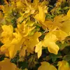 En automne, les feuilles prennent des teintes allant du **jaune intense au rouge**, offrant un spectacle vibrant avant de tomber.