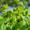 Les **fleurs** de l'érable champêtre sont **petites, de couleur vert-jaune**, et apparaissent au printemps **en même temps que les feuilles**.
