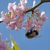 En Europe, il est aussi prisé pour sa capacité à attirer les pollinisateurs comme les **abeilles** et les **bourdons**.