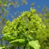 L'érable champêtre est une **espèce hermaphrodite ou monoïque**, avec des fleurs hermaphrodites ou unisexuées présentes dans la même inflorescence.