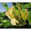 Les **fruits** de l'érable champêtre sont des **samares doubles** (disamares) avec des ailes horizontales.