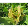 Ces samares ressemblent aux pales d'une hélice et mesurent environ **2,5 à 3 centimètres de long**.
