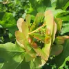 La **floraison** de l'érable champêtre se produit entre **mars et mai**, tandis que la **fructification** s'étend de **juillet à octobre**.