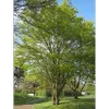**Acer campestre** est commun dans toute **l'Europe**, à l'exception des zones méditerranéennes sèches, et s'étend jusqu'au **Caucase**.