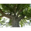 On le trouve principalement dans des **bois caducifoliés**, des haies, et à la lisière des forêts, préférant des sols riches en bases et en azote, avec un **pH neutre à basique**.