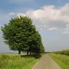 En horticulture, il est souvent utilisé dans les **haies de bocage** ou comme **arbre d'alignement** en raison de sa capacité à tolérer les tailles fréquentes.