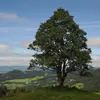 **Acer pseudoplatanus**, ou érable sycomore, est un **grand arbre élancé** pouvant atteindre **40 mètres de hauteur**.