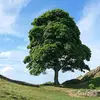 Le tronc est **droit et puissant**, avec une **ramure ronde et ample**, donnant à l'arbre une silhouette imposante.
