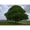 Sa **cime** forme une **coupole**, le distinguant visuellement des autres espèces d'érables.