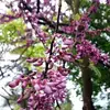 L'Arbre de Judée est résistant aux parasites communs, bien qu'il puisse parfois être affecté par le **chancre**, la **maladie du corail**, le **Verticillium**, et des insectes comme les **psylles** et les **cochenilles**.