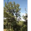 Grâce à son adaptation à des conditions variées et sa résistance aux incendies, il est souvent utilisé dans les **projets de reboisement** et pour **prévenir les incendies de forêt**.
