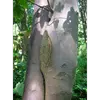 L'**écorce** de **l'érable sycomore** est **grise et lisse** chez les jeunes arbres.