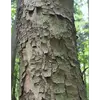En vieillissant, l'écorce **se craquelle en petites plaques** puis se détache en **larges plaques écailleuses**.