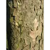 Sur les arbres plus âgés, l'écorce peut prendre une teinte **gris jaunâtre** ou **gris rougeâtre** et s'assombrit avec l'âge.
