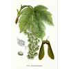 Les **feuilles** de **l'érable sycomore** sont **opposées** et **palmées**, avec **cinq lobes pointus** séparés par des **sinus aigus**.