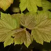 Les jeunes feuilles sont **orangées**, évoluant vers un **vert pâle** puis un **vert foncé** en mûrissant.