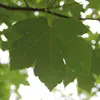 Les feuilles mesurent généralement **10 à 20 centimètres** de long et de large (sans le pétiole), sont **glabres** et **vert sombre** sur la face supérieure, et **vert glauque** avec des poils sur les nervures en dessous.