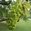 Les **fleurs** de l'érable sycomore sont **verdâtres à jaunâtres**, hermaphrodites ou unisexuées, regroupées en **panicules tombantes** aux extrémités des rameaux.