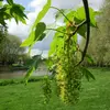 La **floraison** se produit entre **avril et juin**, après l'apparition des feuilles.
