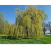 **Salix babylonica**, communément appelé **saule pleureur**, est un **grand arbre** au port retombant caractéristique, souvent utilisé comme arbre d'ornement.