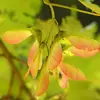 Les **fruits** sont des **disamares** vert-brun avec des ailes écartées en angle droit, facilitant leur dispersion par le vent en tournoyant comme des hélices.
