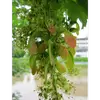 La **fructification** a lieu entre **août et septembre**, et l'arbre commence à fructifier vers l'âge de **20 à 30 ans**.