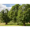 **Acer pseudoplatanus** est répandu en **Europe centrale et occidentale**, incluant la **France métropolitaine**, le **Benelux**, l'**Allemagne**, la **Suisse**, l'**Autriche**, et s'étend jusqu'en **Asie Mineure** et dans la région du **Caucase**.