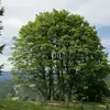 On le trouve en plaine et à moyenne altitude dans les régions septentrionales de son aire de répartition, tandis qu'il est plus commun dans les zones montagneuses des régions méridionales.