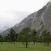 Il pousse jusqu'à une altitude de **1 800 mètres** et préfère les **sols riches**, bien drainés, et légèrement acides à modérément calcaires.