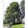 Il est également planté dans les parcs et jardins pour son bois de qualité et sa valeur ornementale.
