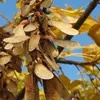 L'arbre est aussi impliqué dans une maladie mortelle chez les chevaux, la **myopathie atypique**, causée par l'ingestion des samares ou des plantules contenant la toxine hypoglycine A.