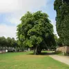 **Acer platanoides**, communément appelé érable plane, est un **grand arbre** atteignant **20 à 30 mètres de hauteur**.