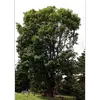 Le **port** de l'arbre est **élancé** et **droit** avec une **cime élargie ou ovoïde**, constituée de grosses branches dressées.