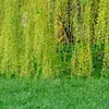 Ses **branches longues et flexibles** tombent en lianes jusqu'au sol, donnant à l'arbre son apparence « pleureuse ».