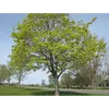 Cet arbre présente un **houppier ovoïde et peu dense**, formé de grosses branches qui s'étendent horizontalement ou légèrement vers le haut.