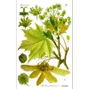 Les **feuilles** de l'érable plane sont **palmées**, avec **cinq lobes acuminés** séparés par des **sinus arrondis**.