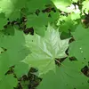 Elles sont **opposées**, vert foncé, et deviennent **jaune orangé à rouge** à l'automne, offrant un magnifique spectacle visuel.