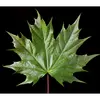 Chaque feuille mesure entre **10 et 20 centimètres** de long, avec un **long pétiole** de **15 à 20 centimètres** qui est vert et sans glandes ni stipules.