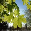 Les feuilles sont **glabres et faiblement luisantes** sur les deux faces, ce qui leur donne un aspect brillant sous la lumière du soleil.