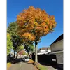 En automne, les feuilles changent de couleur, passant d'un **vert vif à des teintes de jaune, orange et rouge**.