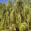 Les **rameaux du saule pleureur** sont souvent **tortueux** et varient du jaune au brun selon les variétés et les cultivars.
